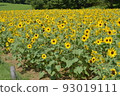 開花在森林公園的仲夏向日葵 93019111