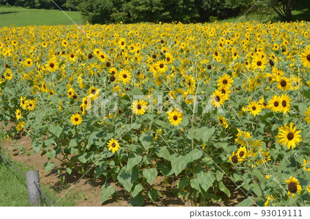開花在森林公園的仲夏向日葵 93019111