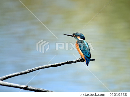 尋找食物的翠鳥 93019288