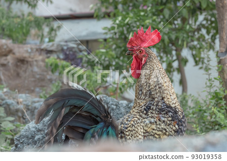 Black yellow fishnet chicken rooster Wyandotte in a farm garden 93019358