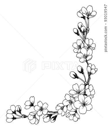 Frame material of pen drawing cherry blossoms Frame material of pen drawing cherry blossoms 93019547