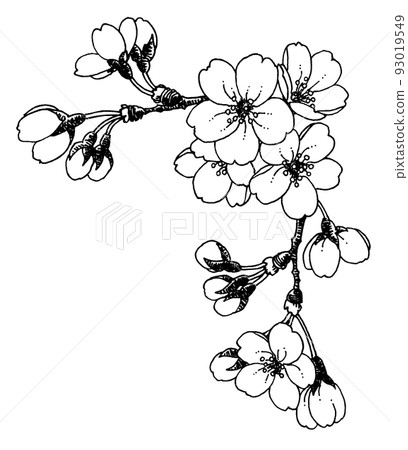 櫻花筆劃框素材 櫻花筆劃框素材 93019549
