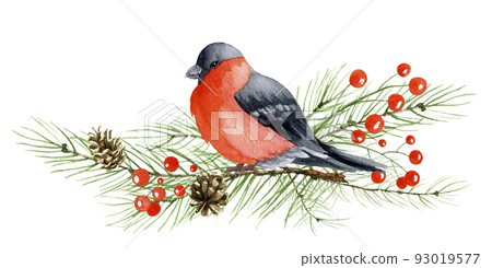 Winter Bird Bullfinch sitting on tree Branch with red berry of holly. Hand painted Watercolor illustration of pyrrhula. Drawing of robin with for greeting cards or postcards design 93019577