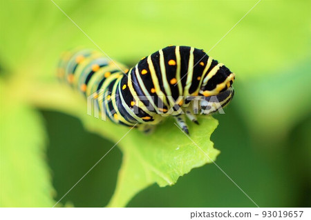 黃色燕尾幼蟲，第五齡，吃明日葉葉子 93019657