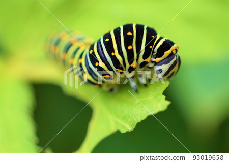 黃色燕尾幼蟲,第五齡,吃明日葉葉子 黃色燕尾幼蟲,第五齡,吃明日葉葉子 93019658