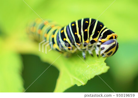 黃色燕尾幼蟲,第五齡,吃明日葉葉子 黃色燕尾幼蟲,第五齡,吃明日葉葉子 93019659