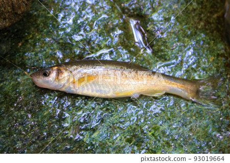 油鹽醃淡水魚 93019664