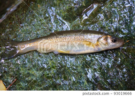 油鹽醃淡水魚 油鹽醃淡水魚 93019666