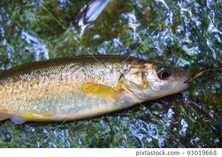 Aburahaya Oiled Marinated Freshwater Fish 93019668