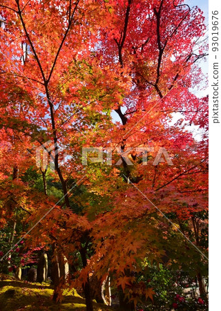 Daigoji in autumn Kyoto · Autumn leaves 93019676