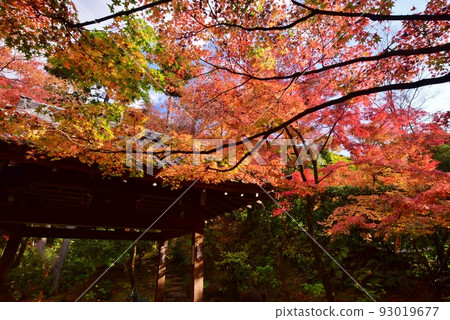 Daigoji in autumn Kyoto · Autumn leaves 93019677