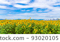Sunflowers in the Sea of Flowers Sunflowers in the Sea of Flowers 93020105
