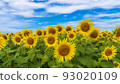 Sunflowers in the Sea of Flowers Sunflowers in the Sea of Flowers 93020109