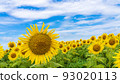 Sunflowers in the Sea of Flowers Sunflowers in the Sea of Flowers 93020113