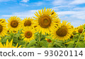 Sunflowers in the Sea of Flowers Sunflowers in the Sea of Flowers 93020114