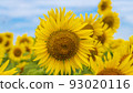 Sunflowers in the Sea of Flowers Sunflowers in the Sea of Flowers 93020116
