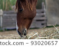 horse thoroughbred eating hay 93020657