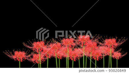 簇狀孤挺花紅蜘蛛百合插畫逼真 93020849