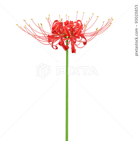 cluster amaryllis red spider lily illustration realistic 93020855