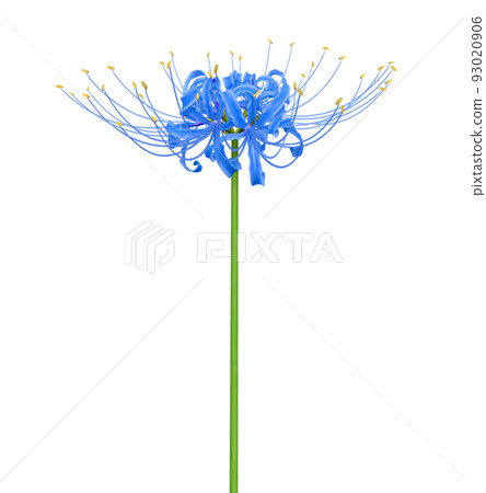 Realistic blue lily flower Royalty Free Vector Image