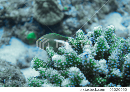 coral reef xiaoliuqiu pingtung taiwan 93020960