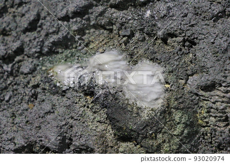 stalactite mine tunnel hualien taiwan 93020974