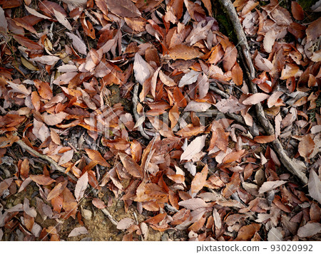 Daimonji mountain fallen leaves Daimonji mountain fallen leaves 93020992