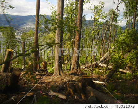 森林裡倒下的樹 93021072