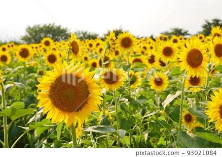 Zama的向日葵領域 Zama的向日葵領域 93021084