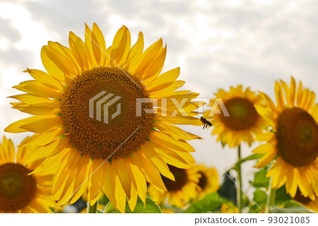 Zama的向日葵領域 93021085