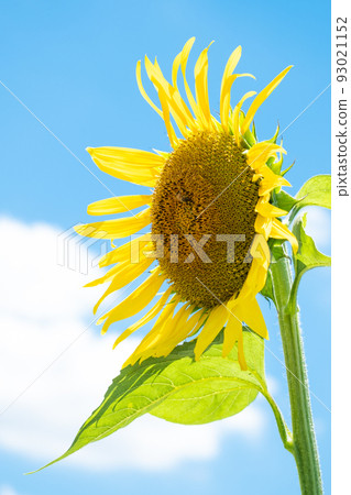 Midsummer blue sky and sunflower Midsummer blue sky and sunflower 93021152