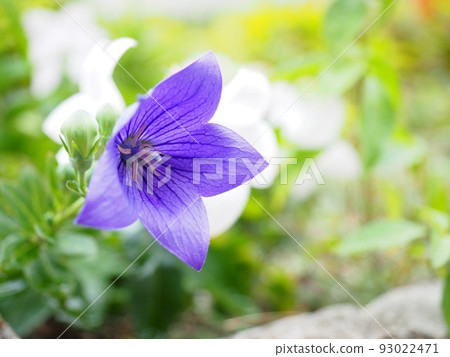 花壇中的風鈴草 93022471