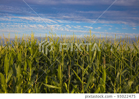 corn on blue sky cornfield agriculture fresh food organic harvesting corn on blue sky cornfield agriculture fresh food organic harvesting 93022475