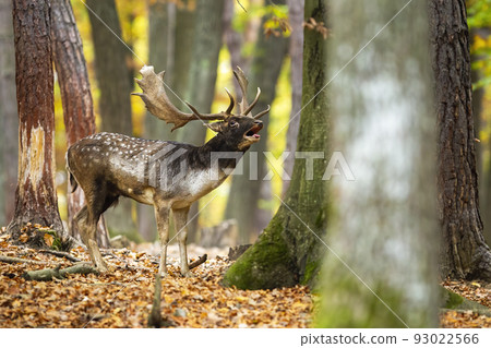 Fallow deer roaring in woodland in autumn color nature 93022566