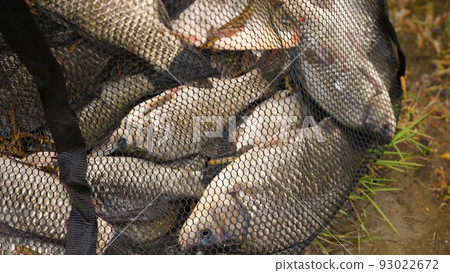 A close-up of a newly caught fish in a fishing cage. A cage full of karas lying on the grass on the riverbank. The concept of recreation and hobbies in nature. 93022672