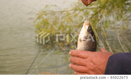 Close-up of the fisherman unhooking the fish he caught. In the background of the river and trees. Crucian carp fishing in the river. The concept of recreation and hobbies in nature. Close-up of the fisherman unhooking the fish he caught. In the background of the river and trees. Crucian carp fishing in the river. The concept of recreation and hobbies in nature. 93022673