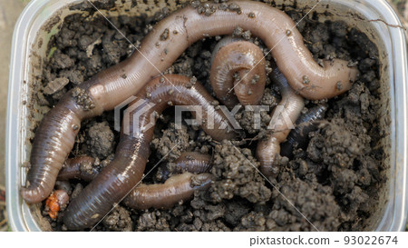 Close-up of a bunch of fat earthworms in the ground in a plastic box. Fishing lure for large freshwater fish. Top view. Close-up of a bunch of fat earthworms in the ground in a plastic box. Fishing lure for large freshwater fish. Top view. 93022674