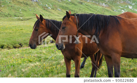 Beautiful brown horses uphill in the pasture. Side view. Green grass and flowers in the background. Free grazing cattle in the mountains. 93022680