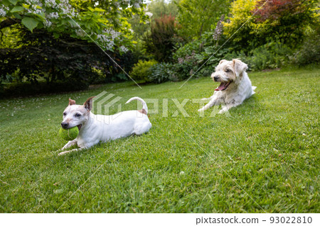 Two Jack Russell Terrier Dogs playing on green grass lawn 93022810