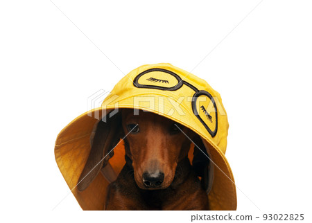 image of dog hat white background image of dog hat white background 93022825