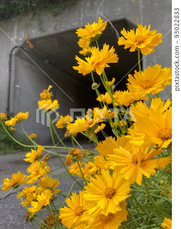 Invasive plant "Orange lanceolata" 93022833