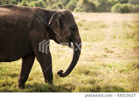 Small asian elephant standing and looking on camera in national park Small asian elephant standing and looking on camera in national park 93023637