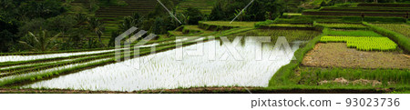 Rice Field Panorama. Main cereal in asian countries like China 93023736