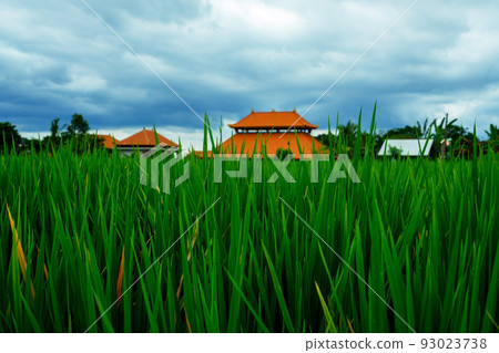 Rice field green grass blue sky cloud cloudy landscape background 93023738