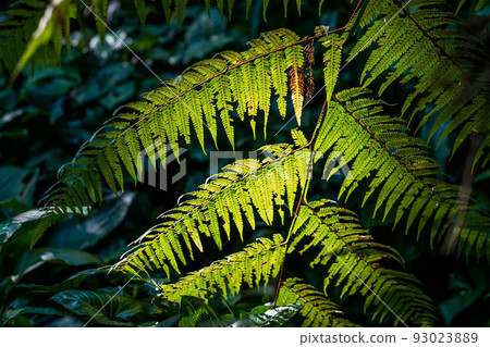tropical palm tree during day. 93023889