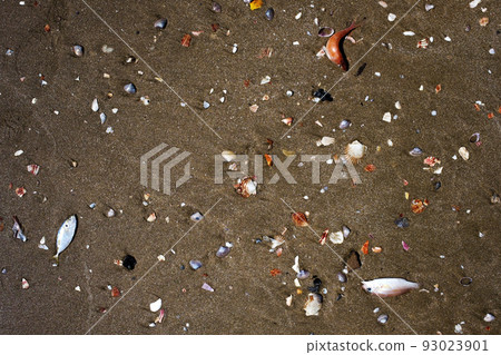 Dead fishes on seashore on dirty sand. Dead fishes on seashore on dirty sand. 93023901