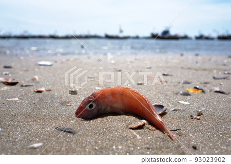 Dead pink fish on dirty seashore. Dead pink fish on dirty seashore. 93023902