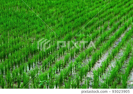plantation of young green rice. plantation of young green rice. 93023905