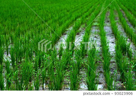 plantation of young green rice. plantation of young green rice. 93023906