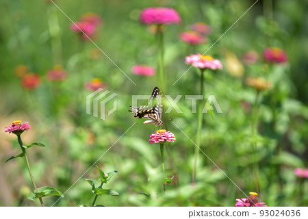 Swallowtail butterfly feeding from Zinnia spp., Hakushu-cho, Hokuto City 93024036
